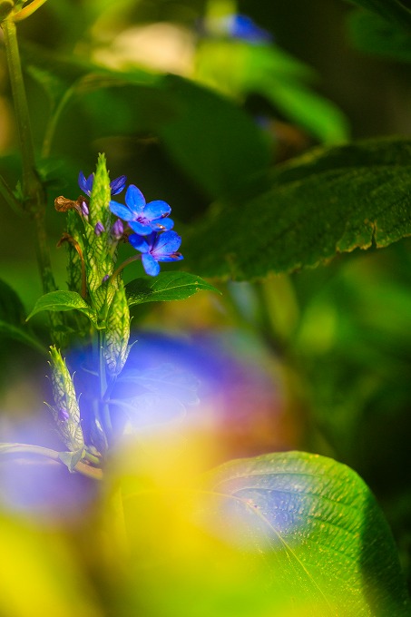 京都府立植物園