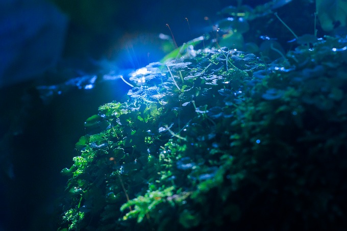 京都府立植物園