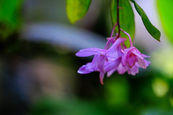 京都府立植物園