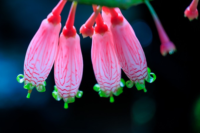 京都府立植物園