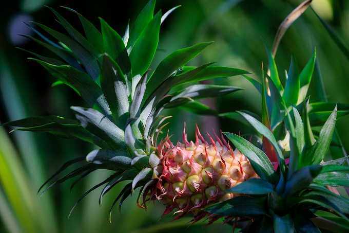 京都府立植物園