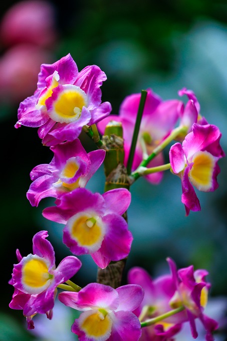 京都府立植物園