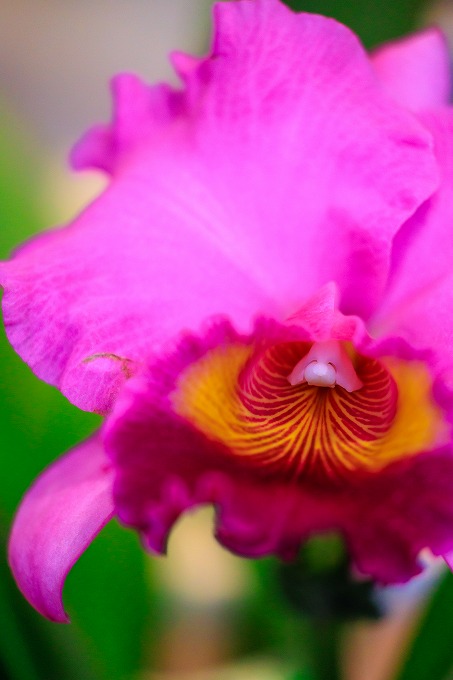 京都府立植物園