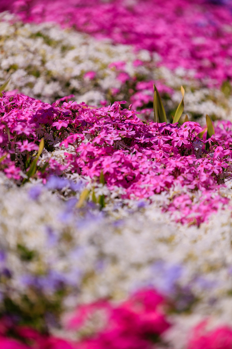 京都府立植物園