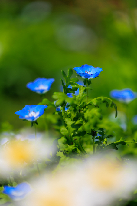 京都府立植物園