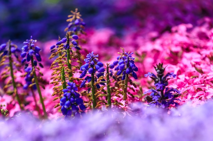 京都府立植物園