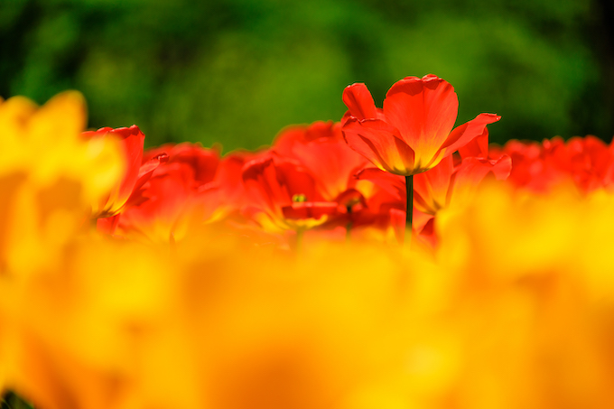 京都府立植物園