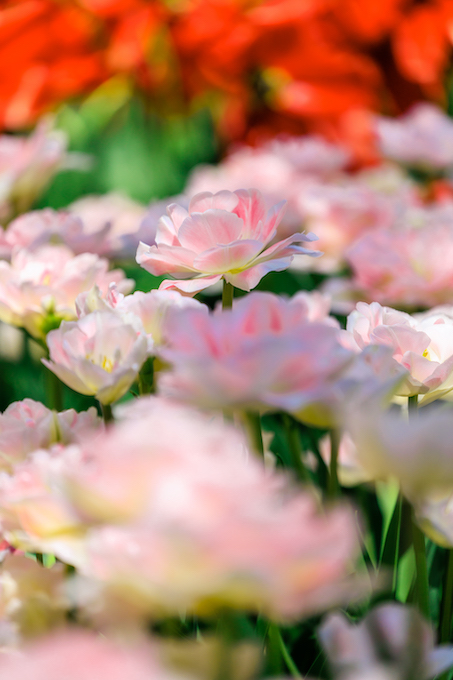 京都府立植物園