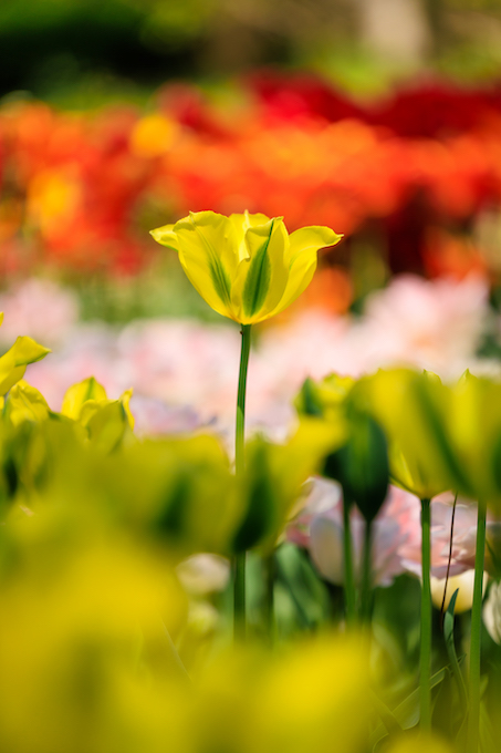 京都府立植物園