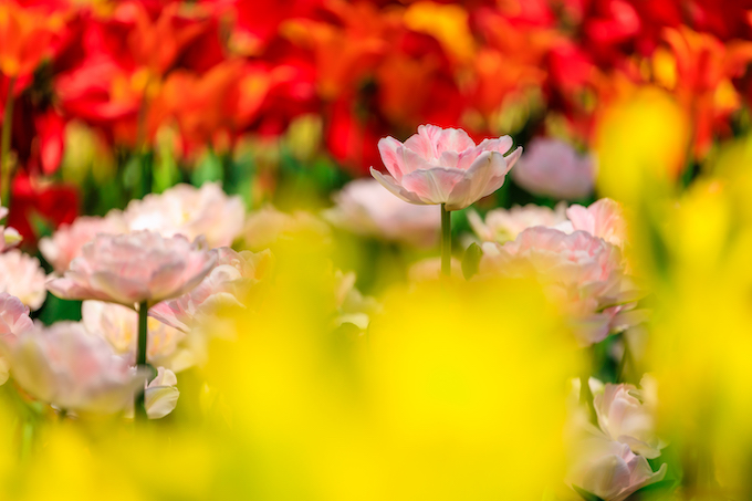 京都府立植物園