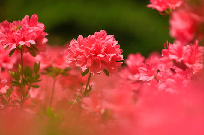 京都府立植物園