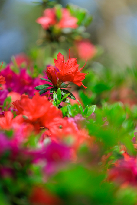 京都府立植物園