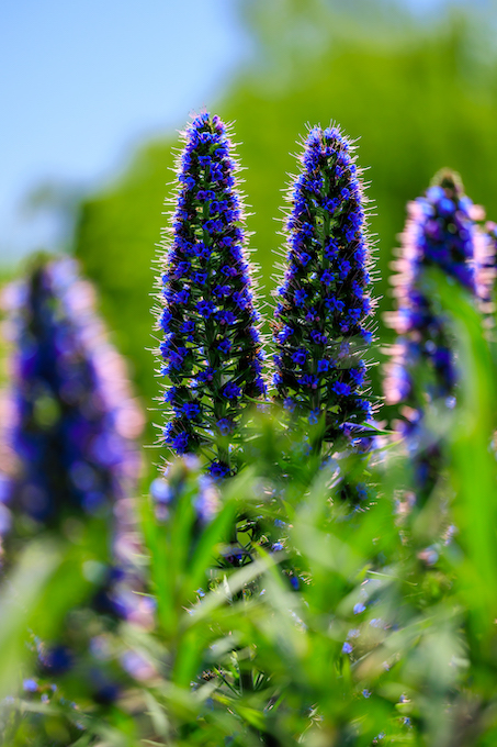 京都府立植物園