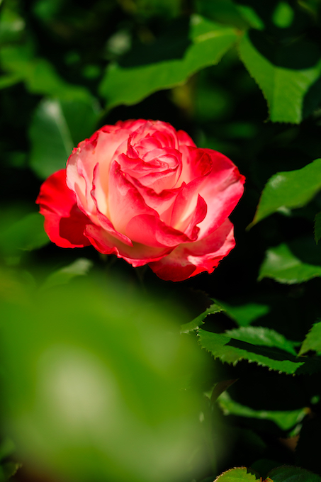 京都府立植物園