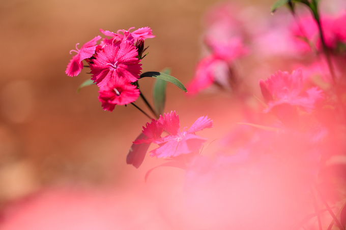 京都府立植物園
