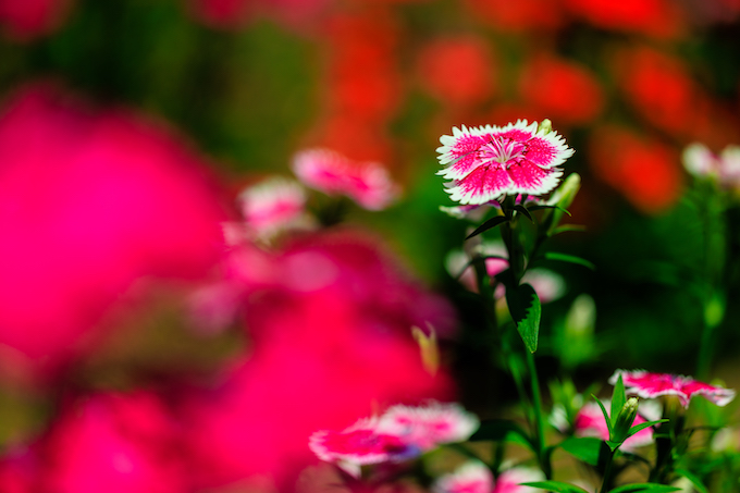 京都府立植物園