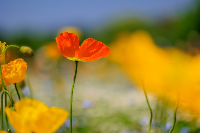 京都府立植物園