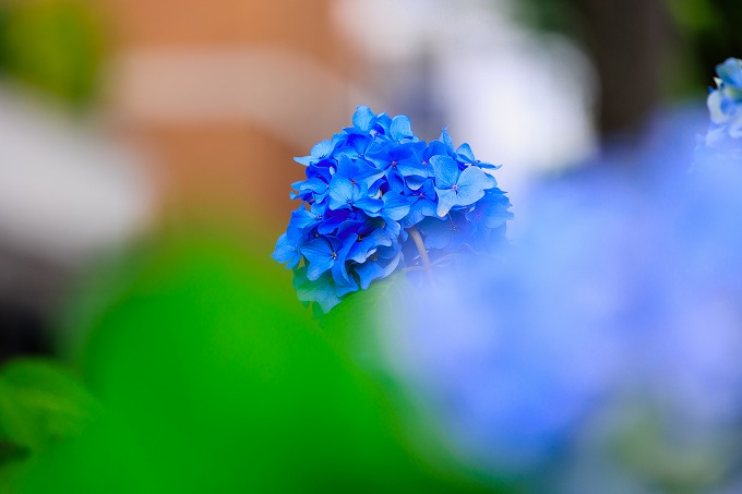 進々堂 御池店　あじさい