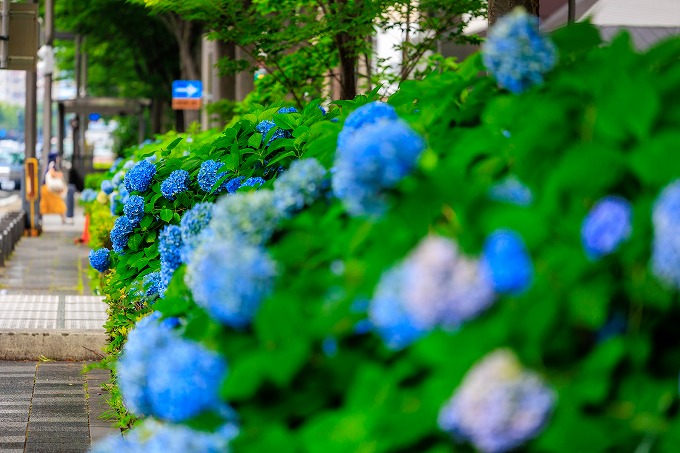 進々堂 御池店　あじさい