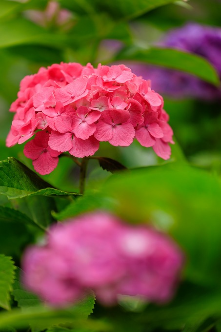 ホテルオークラ京都　あじさい