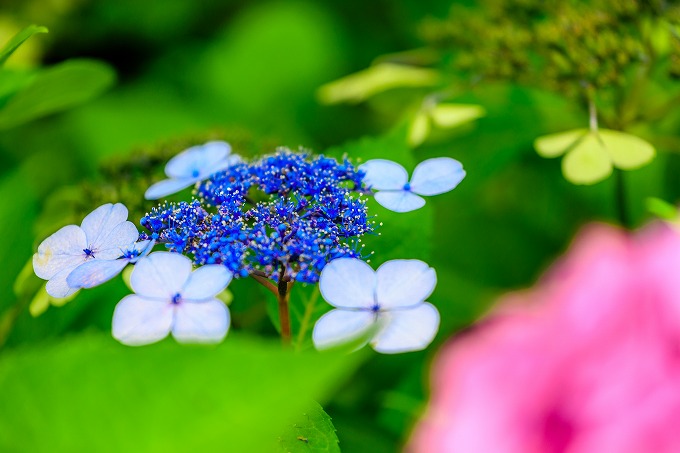 ホテルオークラ京都　あじさい