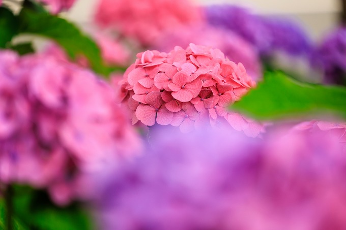 ホテルオークラ京都　あじさい