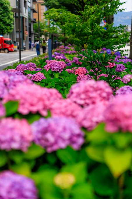 ホテルオークラ京都　あじさい