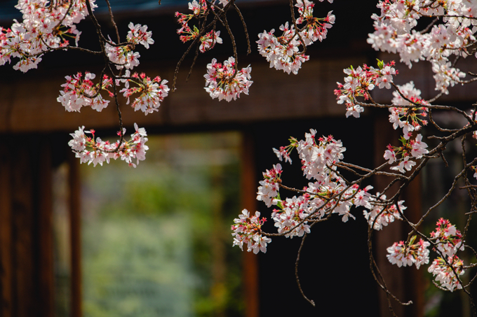 祇園 白川 巽橋