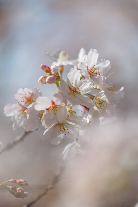 京都 蹴上インクライン
