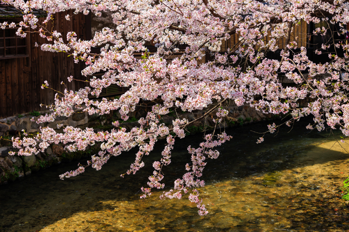 祇園 白川 巽橋