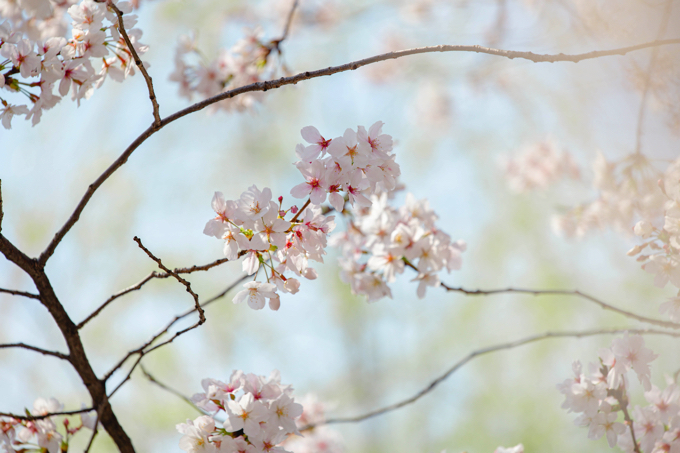 祇園 白川 巽橋