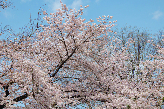 京都 蹴上インクライン