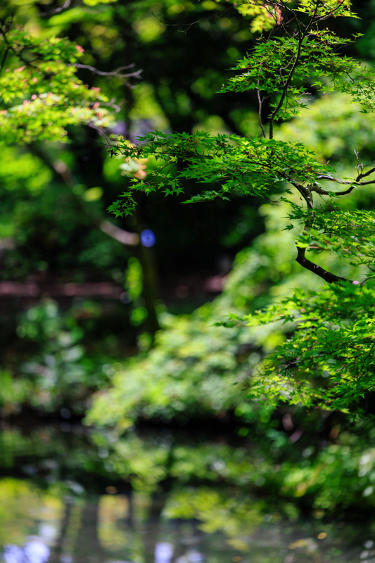 京都府立植物園