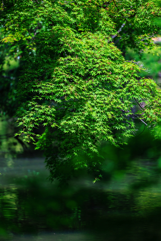 京都府立植物園