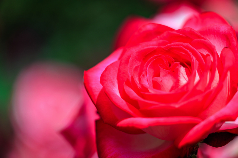 京都府立植物園