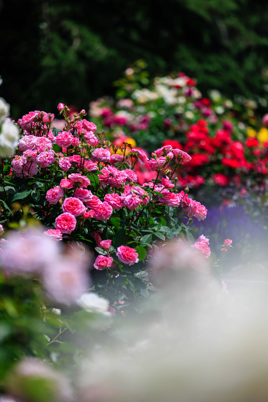京都府立植物園