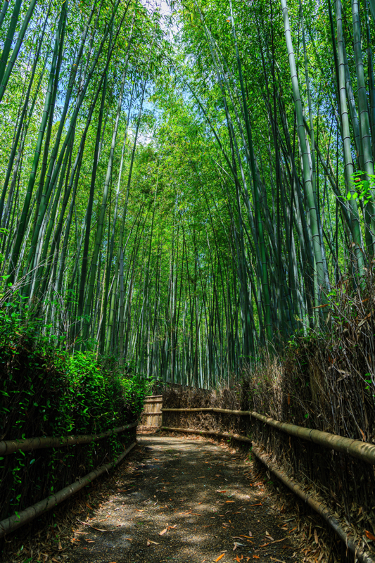 嵐山 竹林の小径