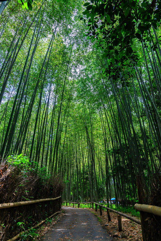 嵐山 竹林の小径
