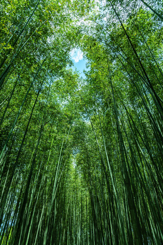 嵐山 竹林の小径