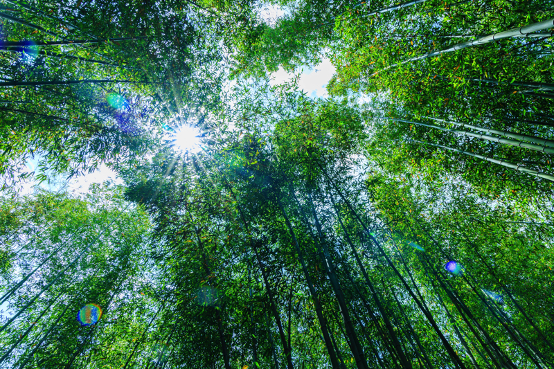 嵐山 竹林の小径