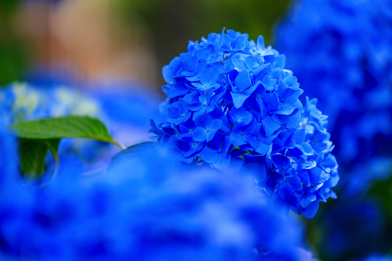 進々堂 御池店　紫陽花