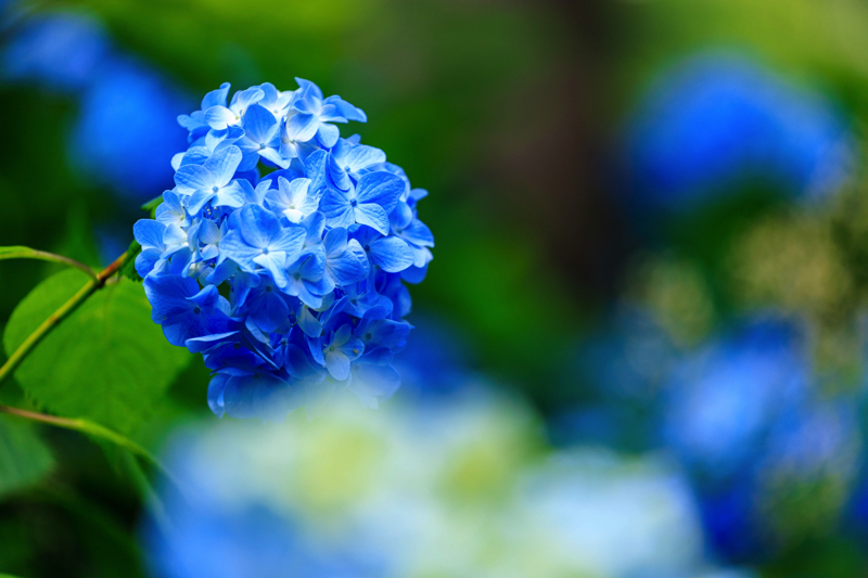 進々堂 御池店　紫陽花