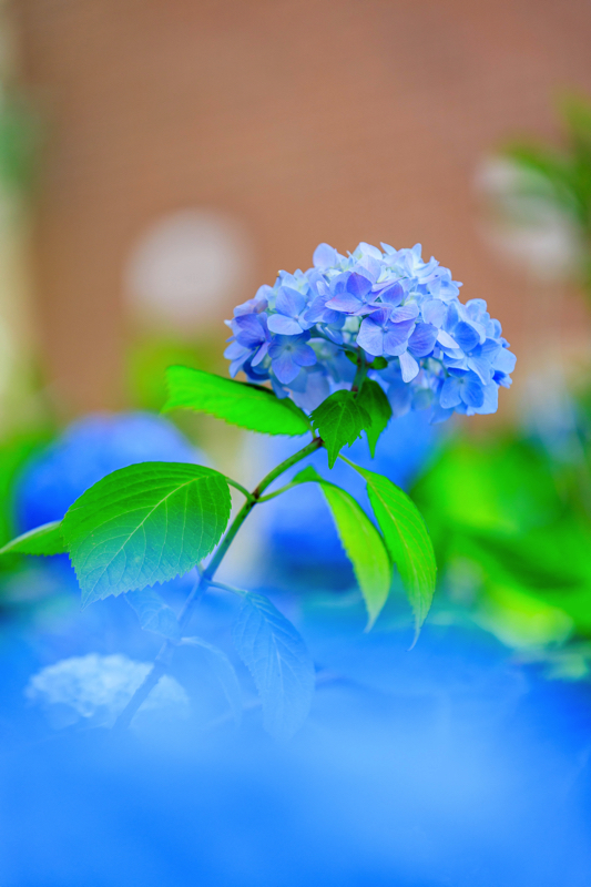 進々堂 御池店　紫陽花