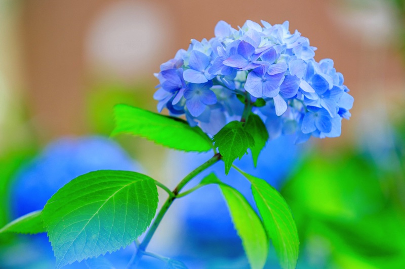 進々堂 御池店　紫陽花