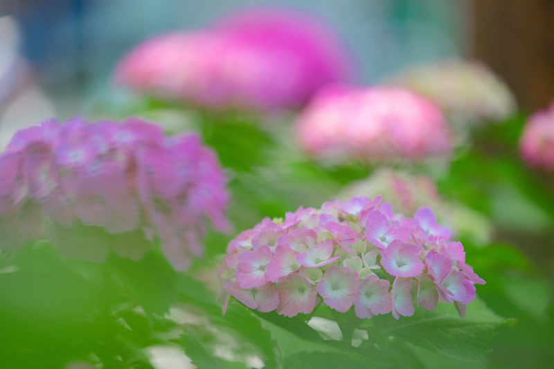 ホテルオークラ京都　紫陽花