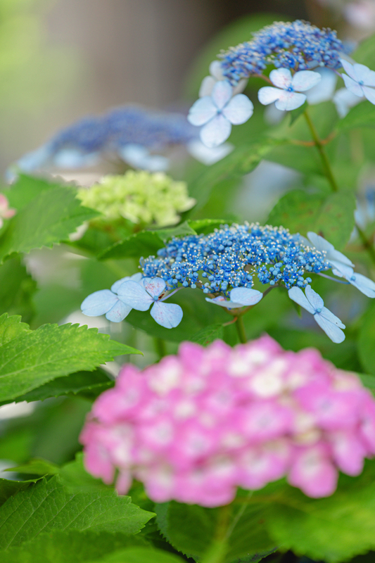 ホテルオークラ京都　紫陽花
