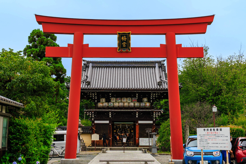 京都 梅宮大社