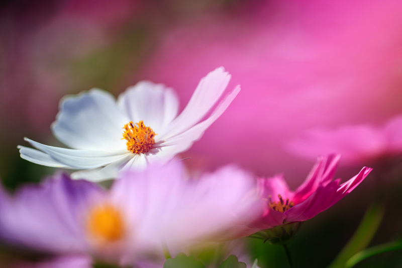 京都府立植物園