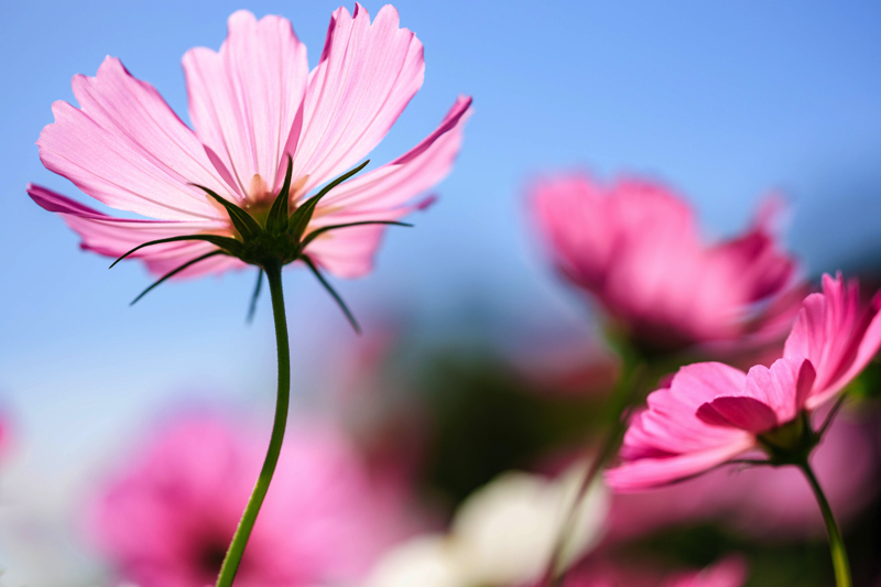 京都府立植物園