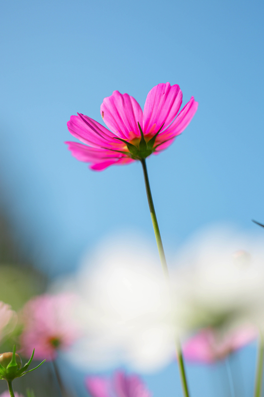 京都府立植物園